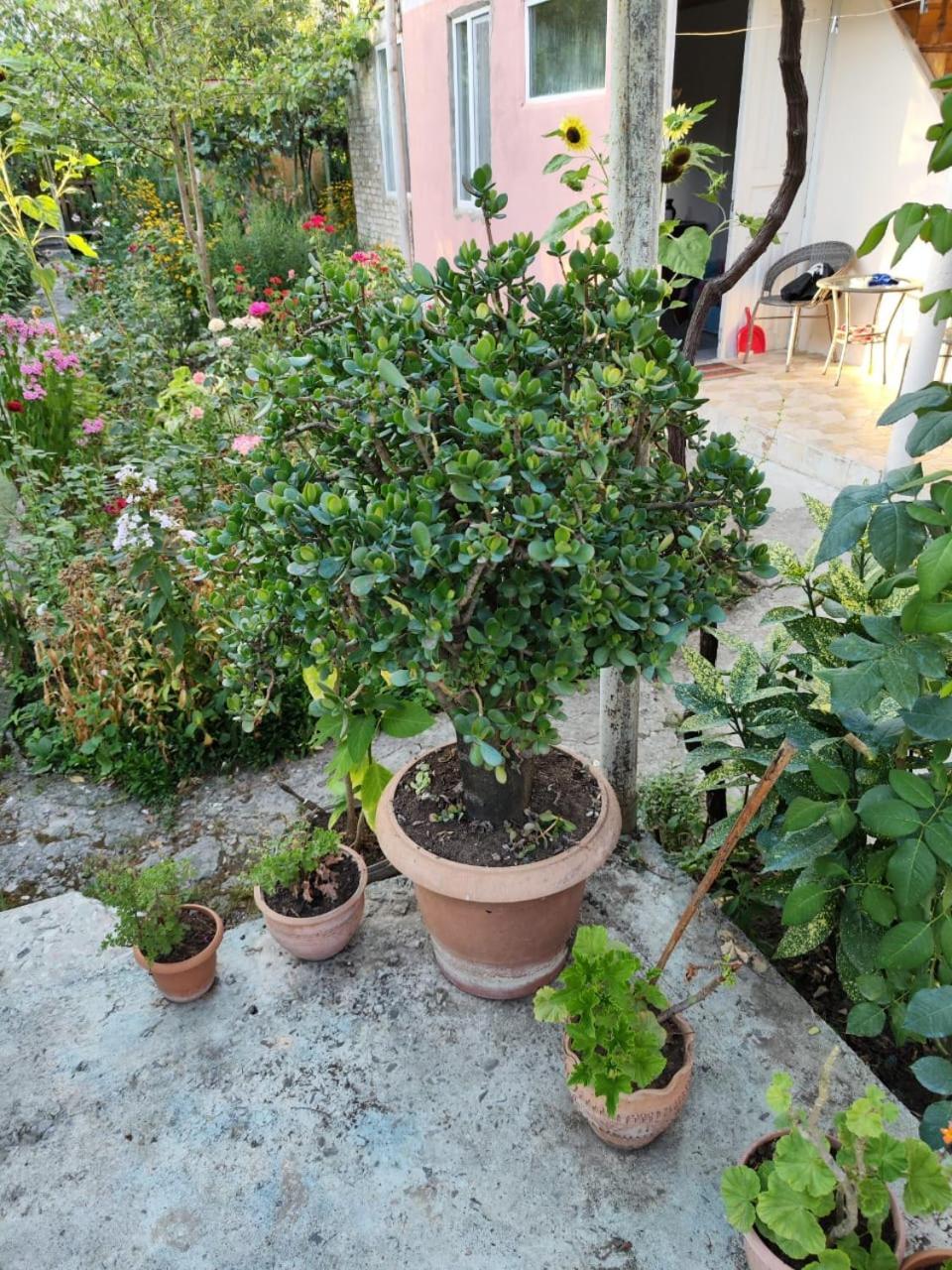 Chveni Ezo Hotel Ambrolauri Buitenkant foto
